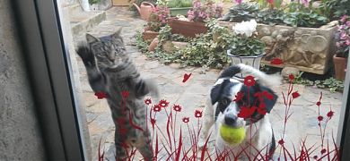 Cómo evité que mi perro y mi gato no se estrellaran contra una puerta de cristal