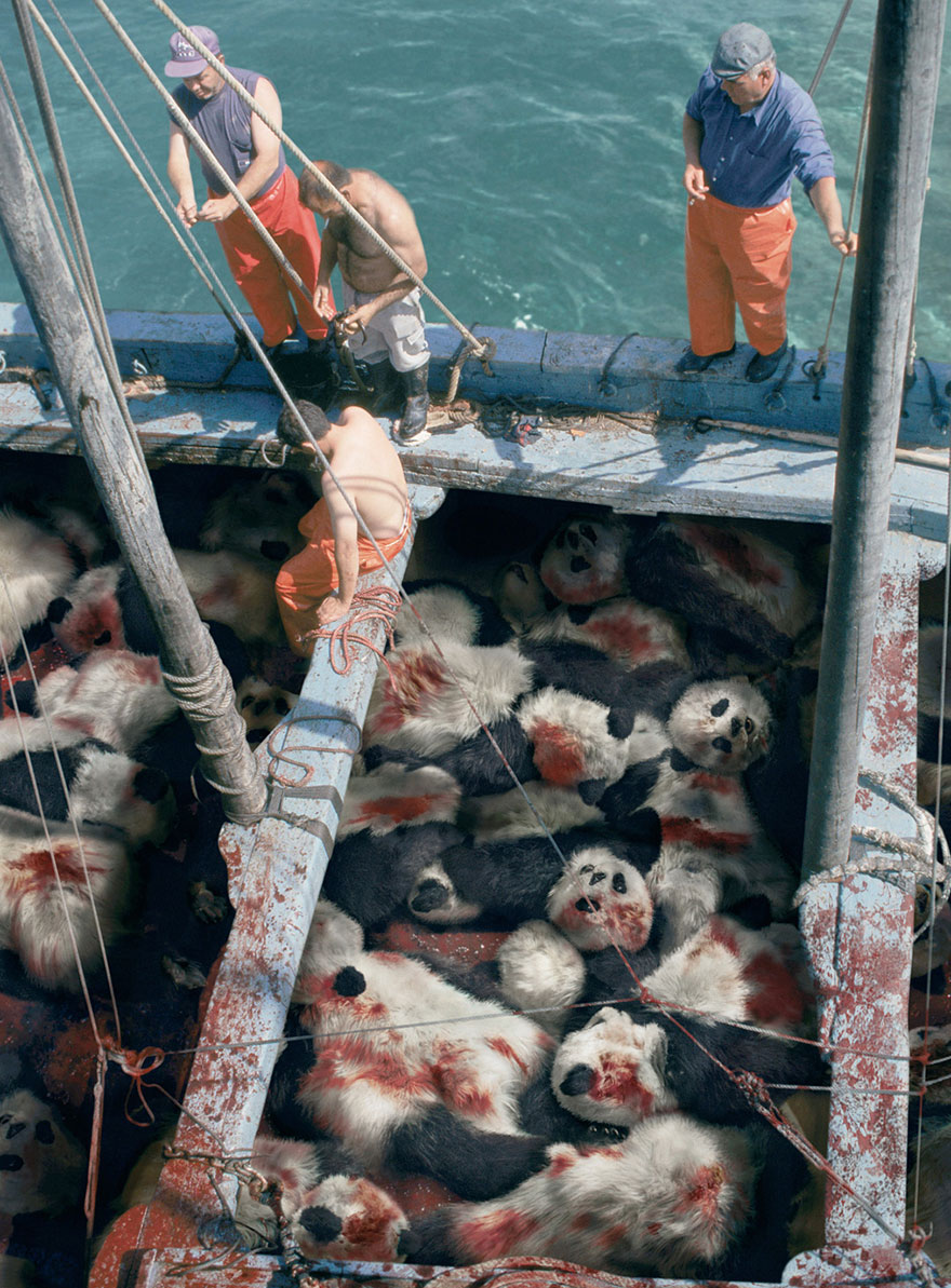 Conservaci&oacute;n de la fauna marina: Ciando veas un at&uacute;n, piensa en un panda